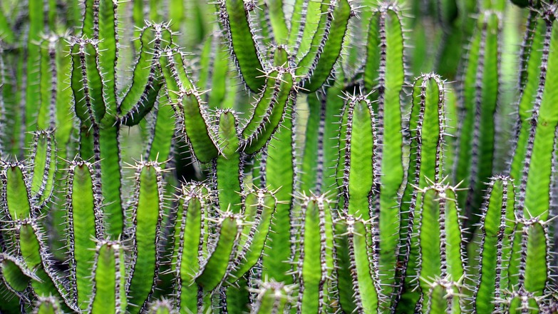 Botansicher Garten