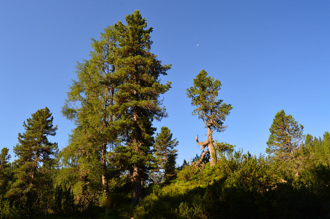 Zirbe auf der Reiter Alm