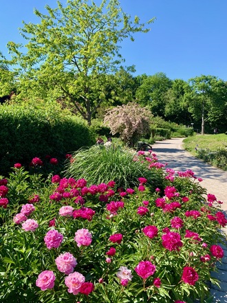 Blumen und Bäume