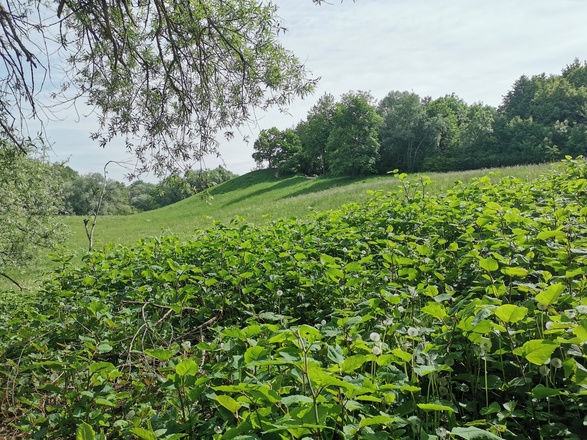 Aubinger Lohe - Keltenschanze