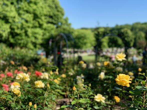 Rosengarten