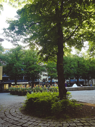 Baum auf dem Hohenzollernplatz