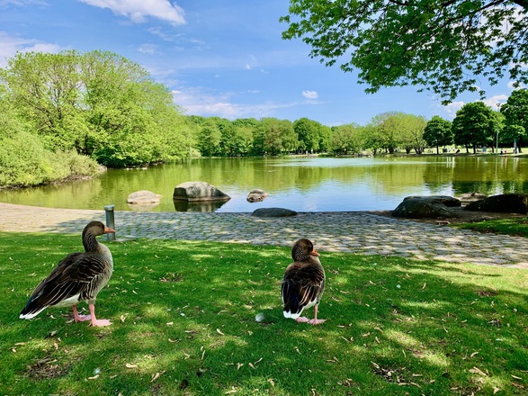 Westsee und Gänse