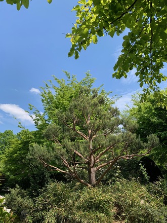 Japanischer Garten