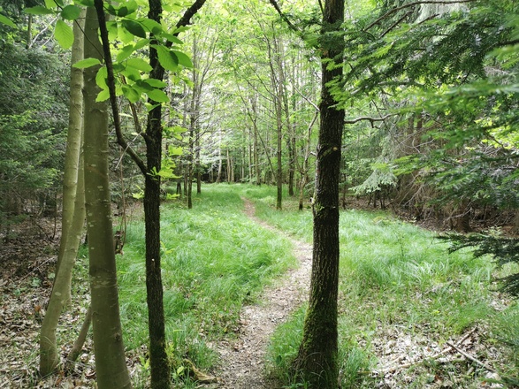 Aubinger Lohe - Keltenschanze