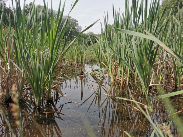 Weiher - Aubinger Lohe