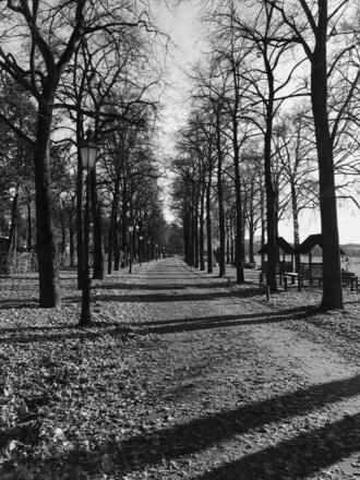 Allee an der Theresienwiese