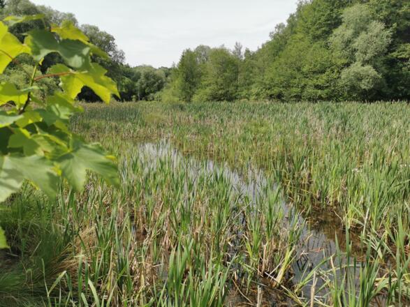 Weiher - Aubinger Lohe