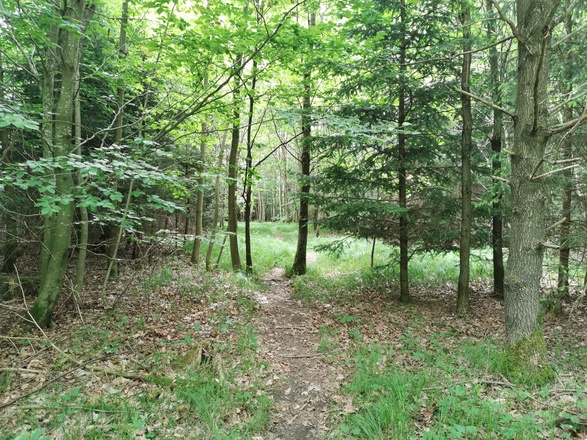 Aubinger Lohe - Keltenschanze