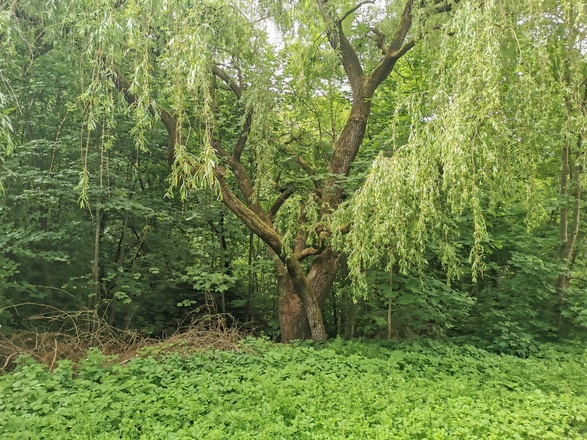Aubinger Lohe - Keltenschanze