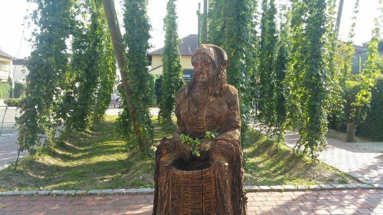 Hopfenzuperin "Agnes" am Hopfengarten