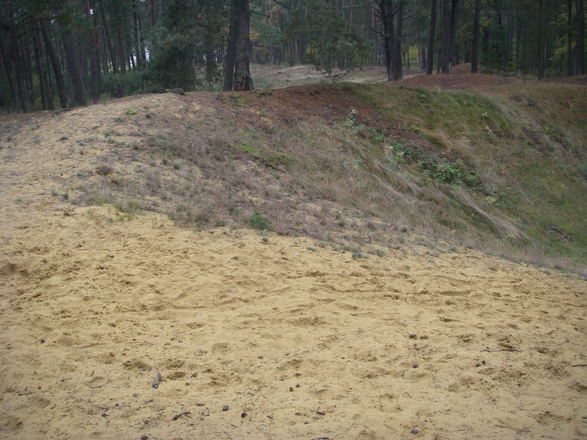 Sanddüne im Seeholz