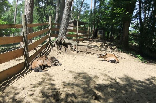 Tiergehege im Vogel- und Tierpark Abensberg