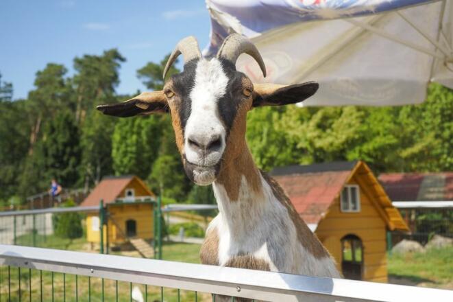 Für die Kleinen wartet in der Sommerrodelbahn Altmühlbob auch ein Streichelzoo.