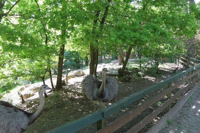 Im Vogel- und Tierpark kann man auch Strauße anschauen.