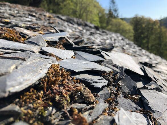 Schieferstücke auf der Oberen Schieferhalde
