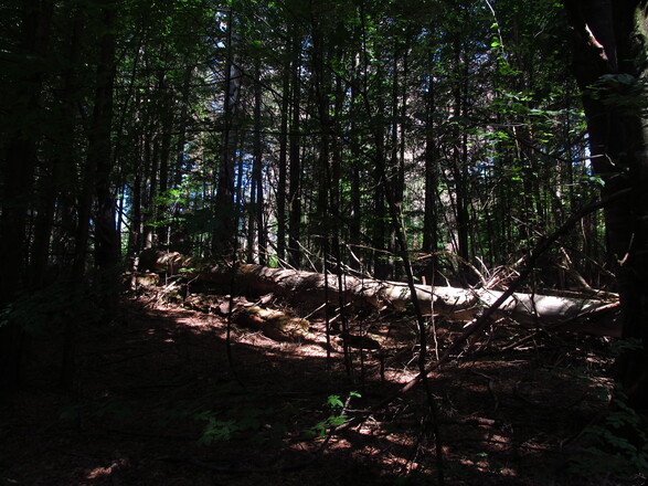 Urwald Hans Watzlik Hain