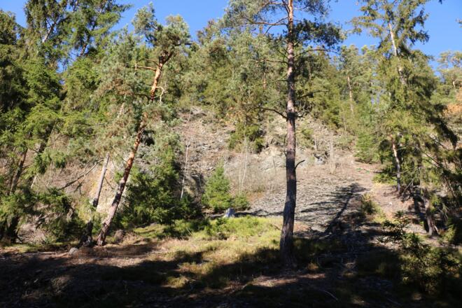 Der Oertelsbruch bei Ludwigsstadt