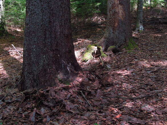 Urwald Hans Watzlik Hain beim Zwieseler Waldhaus