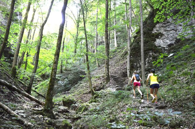 im Schluchtwald bzw. Zwecklersgraben bei Muggendorf