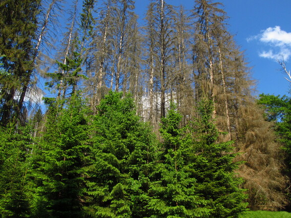 Urwald Hans Watzlick Hain