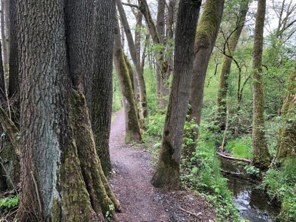 Pfad im Fischbachtal