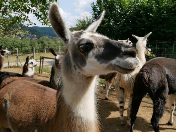 Lama-Trekking Reckenberg