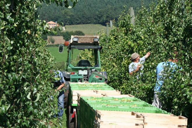Obstanbau Gustenfelden