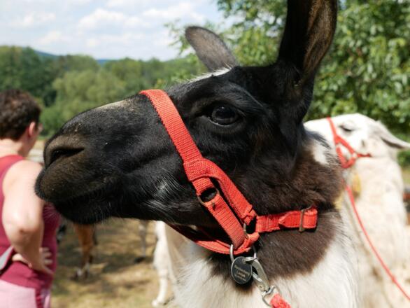 Lama-Trekking Reckenberg