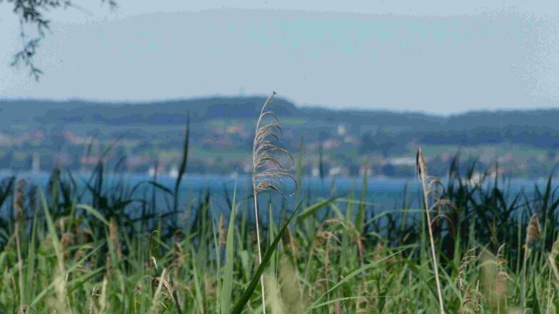 bodensee1