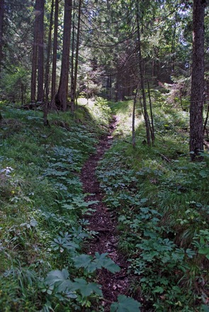 Der Pfad auf den Schapbachriedel