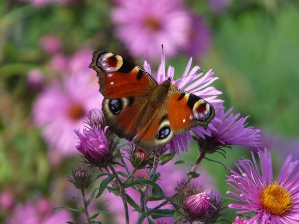 schmetterling