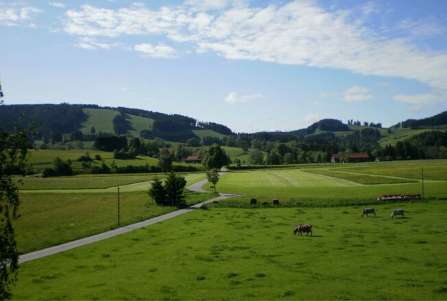 Grün soweit das Auge blickt