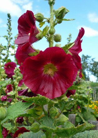 stockrose