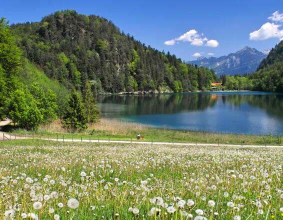 Alatsee