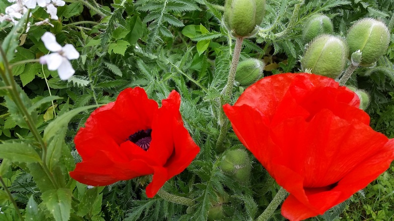 Restaurant Banthai Blumengruß