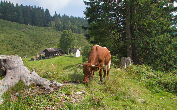 Steiner Alm © RoHa Fotothek