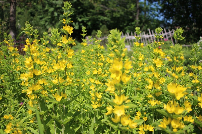 Alpengarten Pfronten