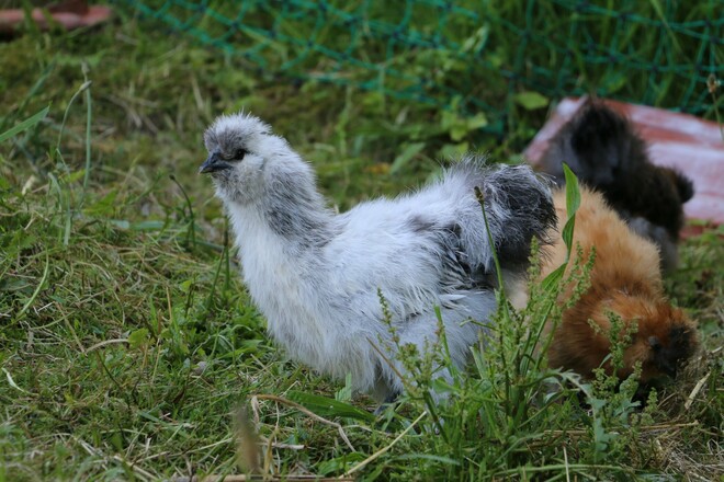 Seidenhühner beim Milchhäusl