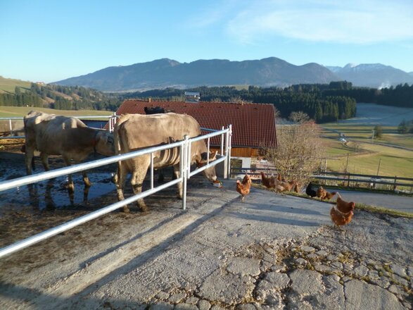 Unsere Kühe und Hühner genießen auch die Aussicht