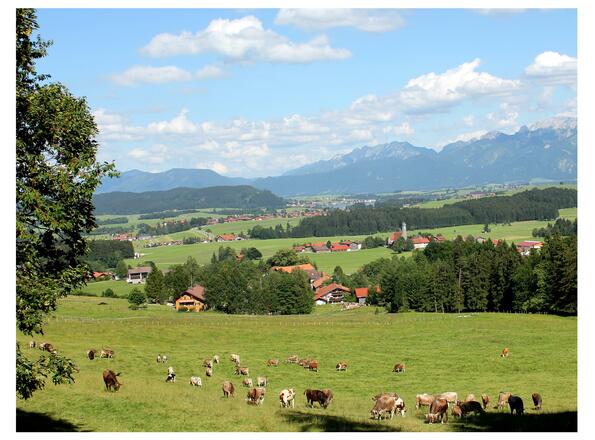 Alpvieh Schlossbergalm