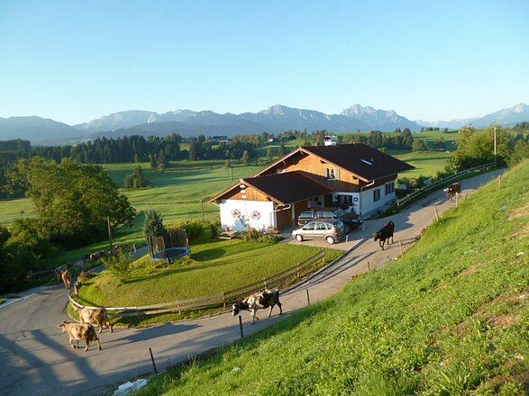 Die Kühe gehen auf die Weide