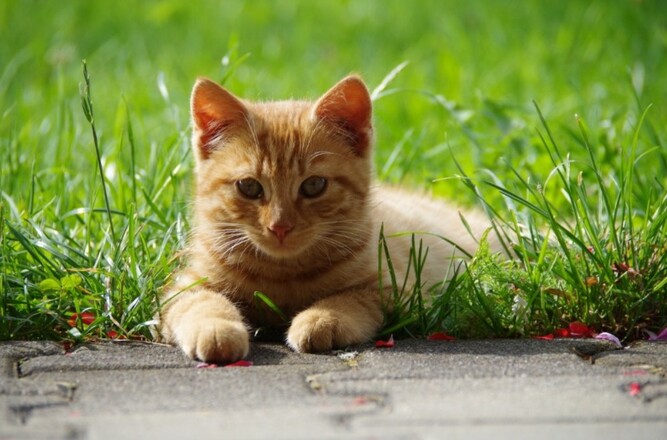 Unsere Katze