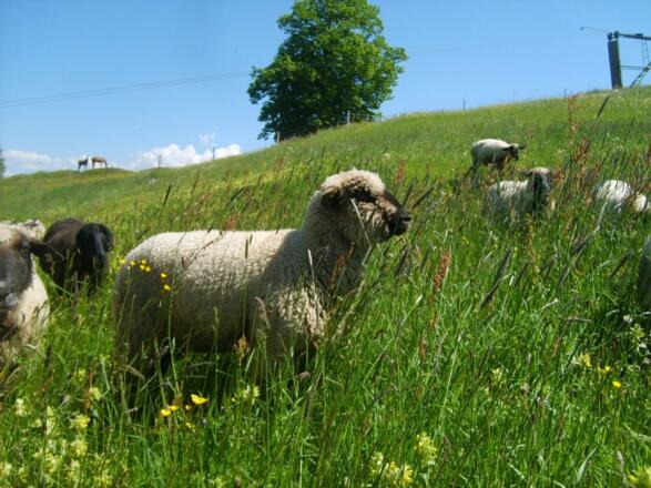 unsere Schafe