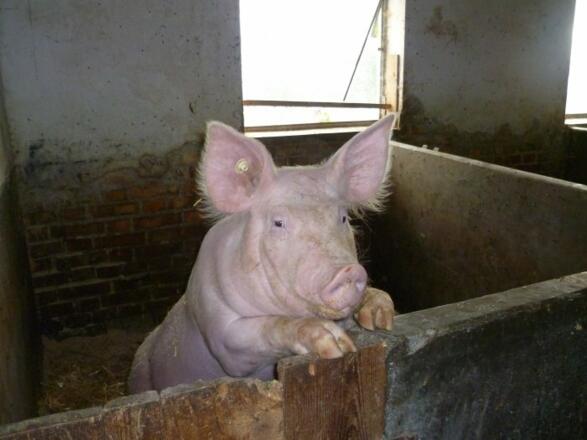 Schwein gehabt