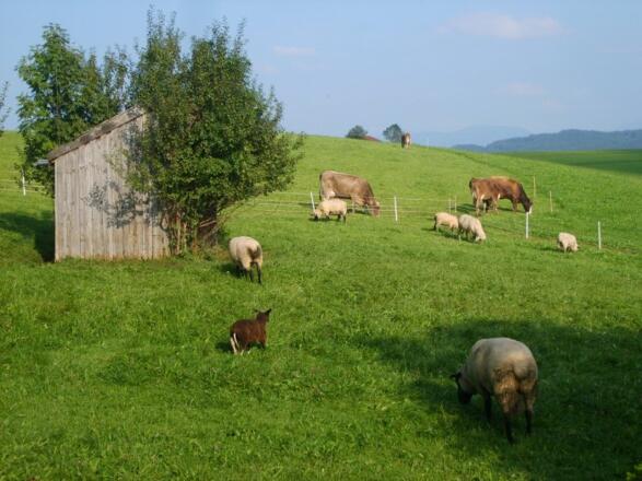 unsere Tiere
