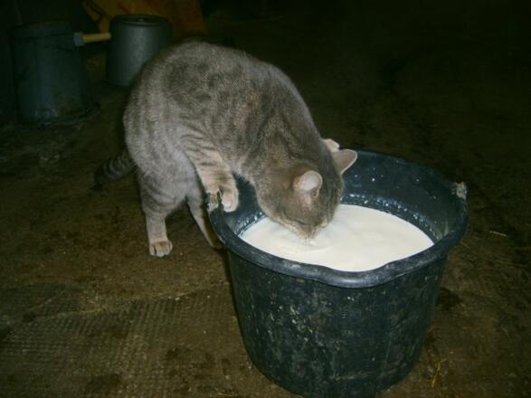 durstige Katze