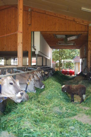 Ferienhof Settele - Stall