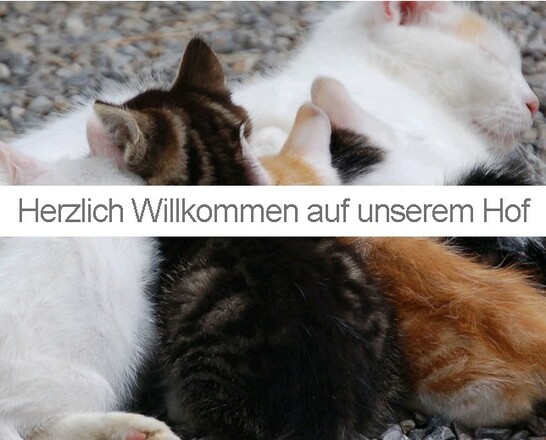 Katzenfamilie