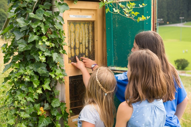 Einblick in ein Bienenvolk